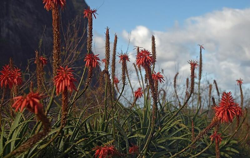 Lily of the Desert Aloe Vera Gelly