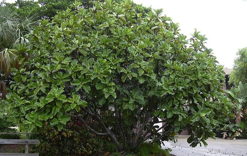 Costa Farms Fiddle Leaf Fig