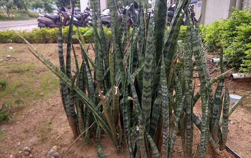 Costa Farms Snake Plant
